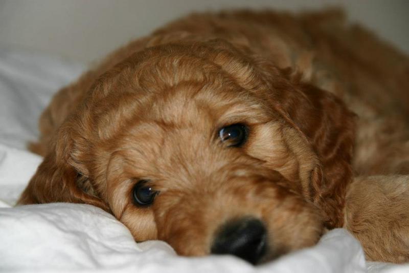 Looking for a loving family for goldendoodle puppy Image eClassifieds4u