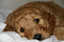 Looking for a loving family for goldendoodle puppy Image eClassifieds4U
