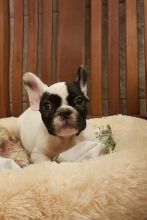 French Bulldog puppies