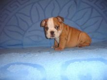 Pure bred, English bulldog puppies Image eClassifieds4u 3