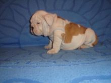 Pure bred, English bulldog puppies Image eClassifieds4u 1