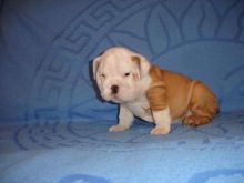 Pure bred, English bulldog puppies Image eClassifieds4u 3