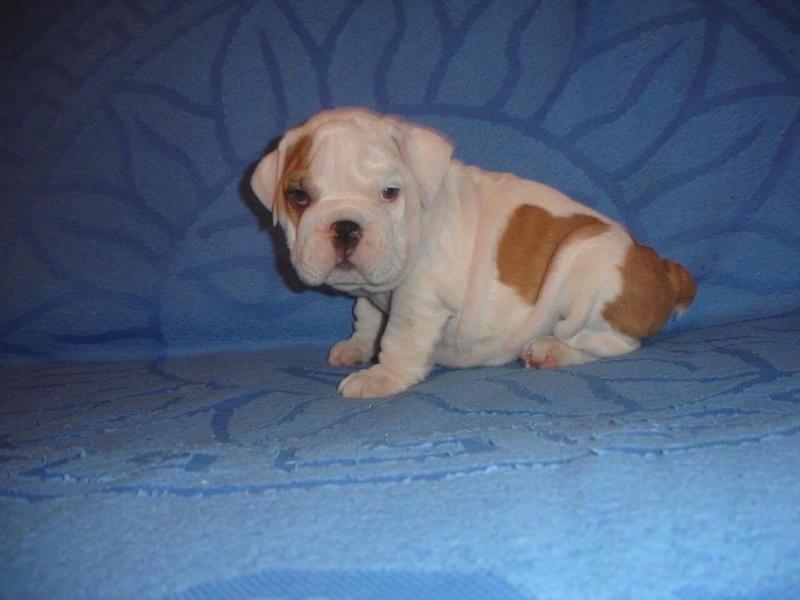 Pure bred, English bulldog puppies Image eClassifieds4u
