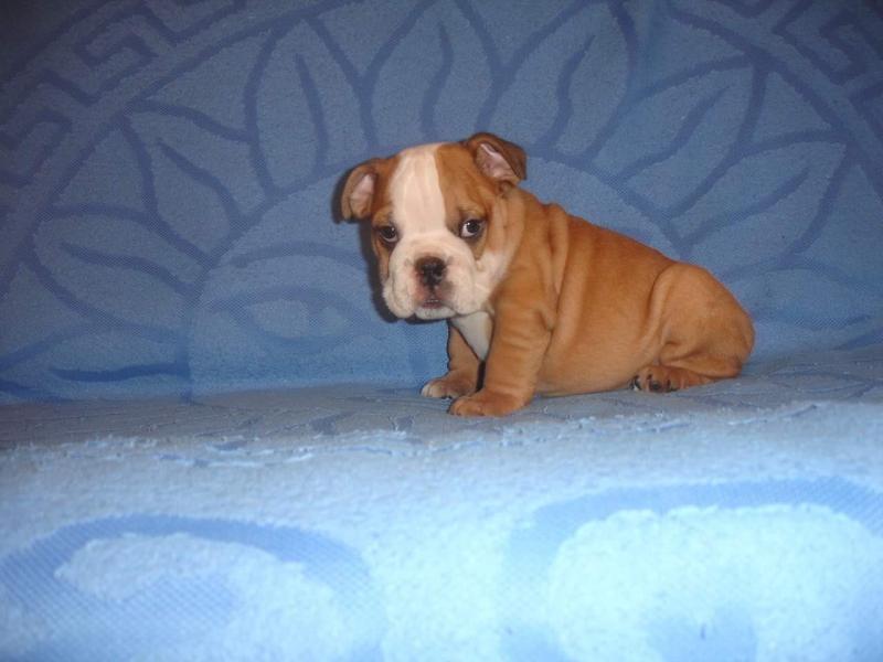 Pure bred, English bulldog puppies Image eClassifieds4u