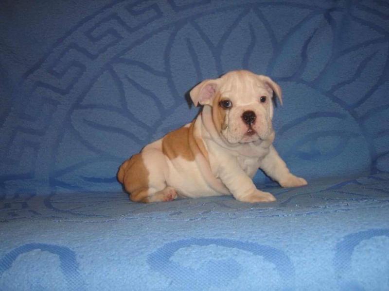 Pure bred, English bulldog puppies Image eClassifieds4u