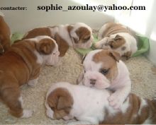 Chiots bouledogue anglais à donner, pour du permanent.