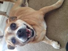Free to a good home 6 year old female part pug, part chiwawa dog