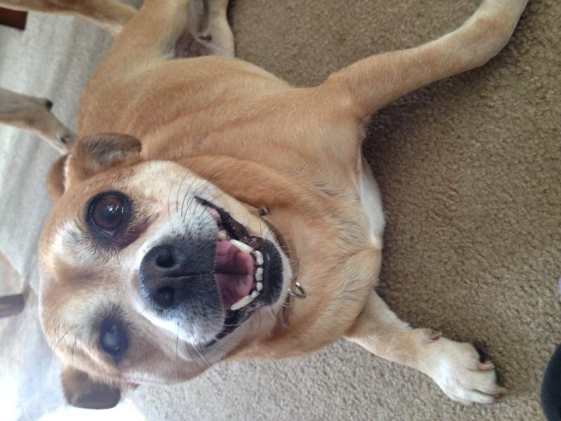 Free to a good home 6 year old female part pug, part chiwawa dog Image eClassifieds4u