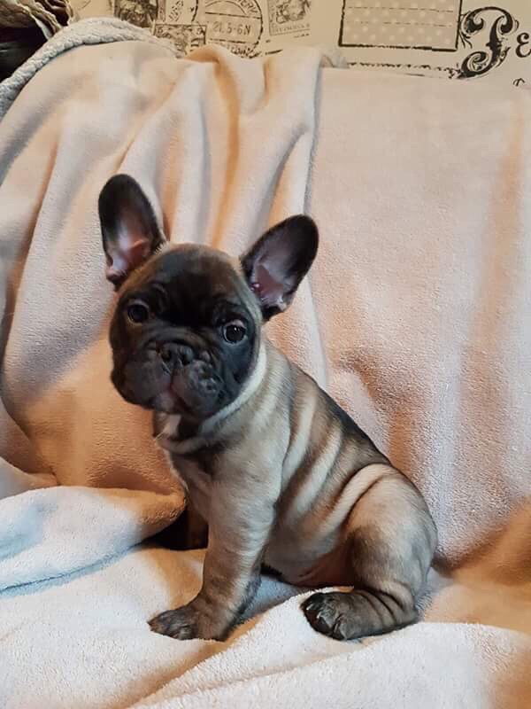 French Bulldog puppies Image eClassifieds4u