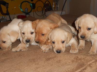 Golden Retriever And Labrador For Sale Image eClassifieds4u