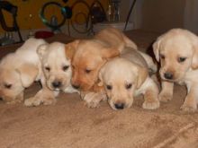 Golden Retriever And Labrador For Sale Image eClassifieds4U