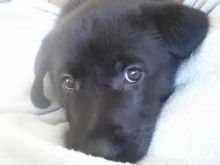 Lab / Shepherd puppies with vaccination