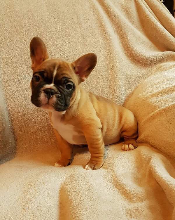 French bulldog puppies Image eClassifieds4u