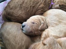 Goldendoodle puppies