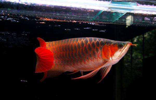 Super red arowana and others for sale Image eClassifieds4u