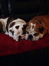 Pair of bulldogs