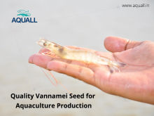 Get aquaculture seed from best sellers online in India – Aquall Image eClassifieds4U