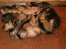 11 shepard puppies for sale Image eClassifieds4U