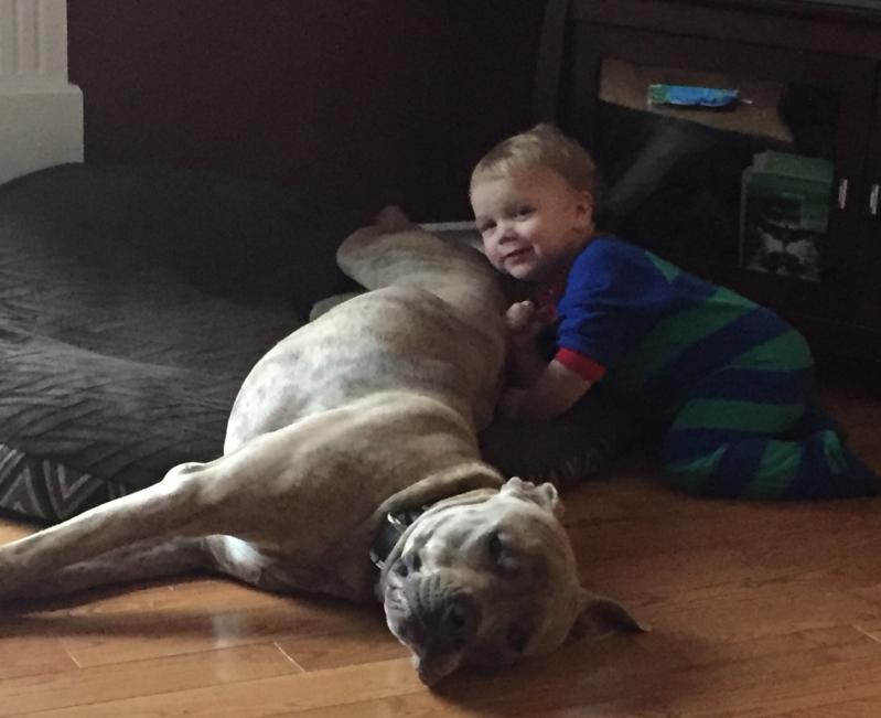 1.5 year old male pitbull x bullmastiff Image eClassifieds4u