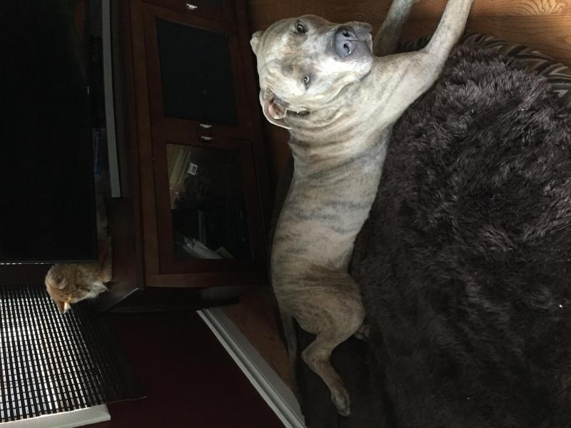 1.5 year old male pitbull x bullmastiff Image eClassifieds4u
