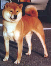 shiba inu Image eClassifieds4u