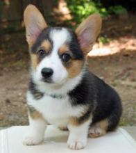 CHARMING C.K.C Pembroke Welsh Corgi Puppies For Adoption