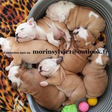 Don urgent gratuit, Bouledogue Anglais non lof.