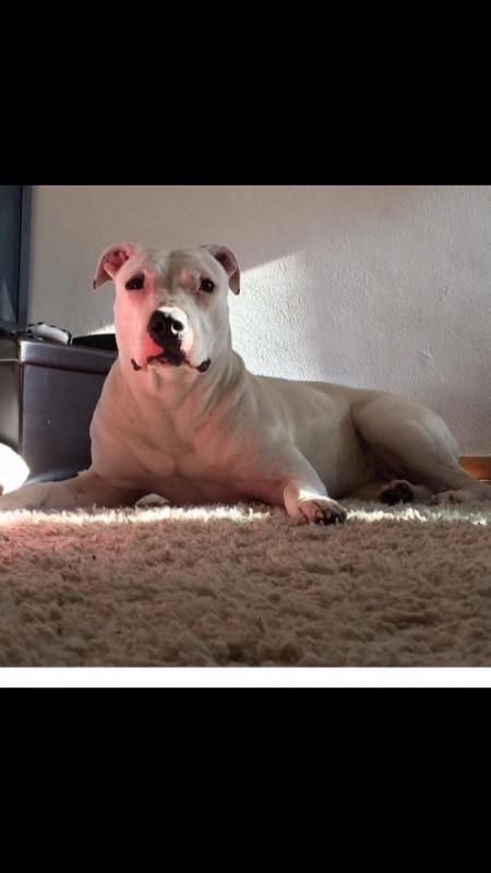 Pitbull Puppies!! Image eClassifieds4u