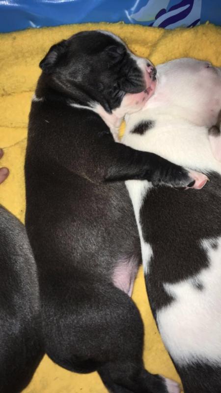 Pitbull Puppies!! Image eClassifieds4u