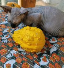 Beautiful male and female Sphynx kittens for sale Image eClassifieds4U