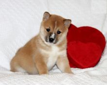 Shiba Inu Puppies Available