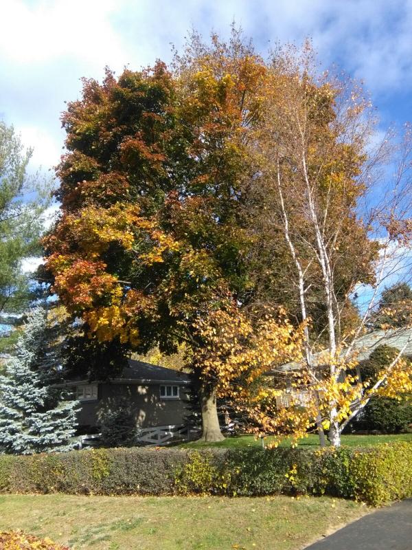 Garden maintenence Image eClassifieds4u