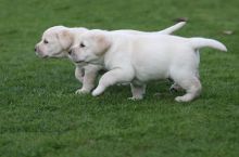 Adorable Labrador Retriever Available