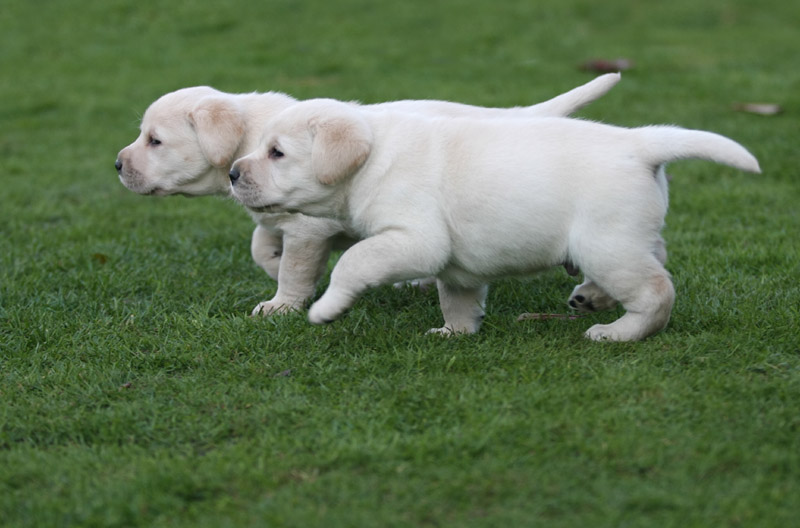 Adorable Labrador Retriever Available Image eClassifieds4u