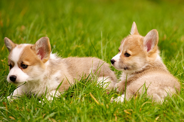 Two lovely Pembroke puppies Image eClassifieds4u