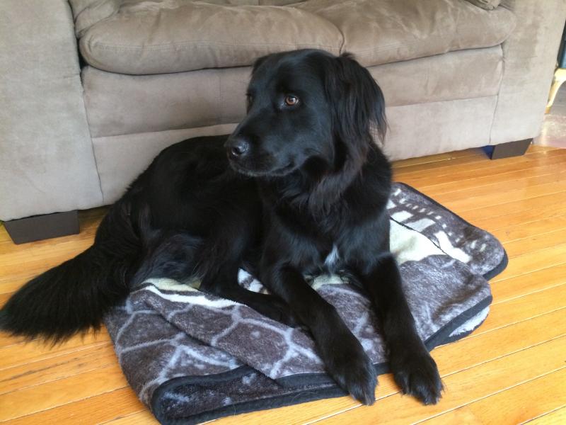 Free Dog! Image eClassifieds4u