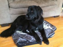Free Dog! Image eClassifieds4U