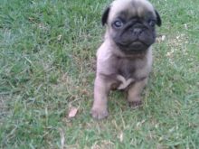 Quiet Pug Puppies Available For Good Homes Image eClassifieds4u 1
