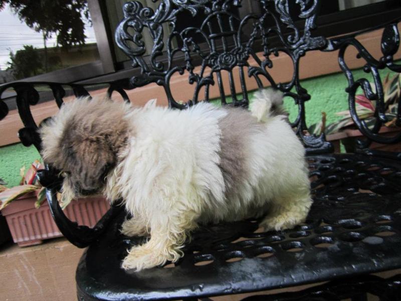 Spunky CKC Pure Breed Shih Tzu Puppies. Image eClassifieds4u