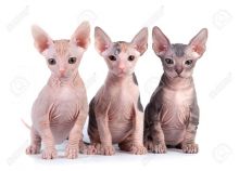 Male and female Sphynx Kittens available!!