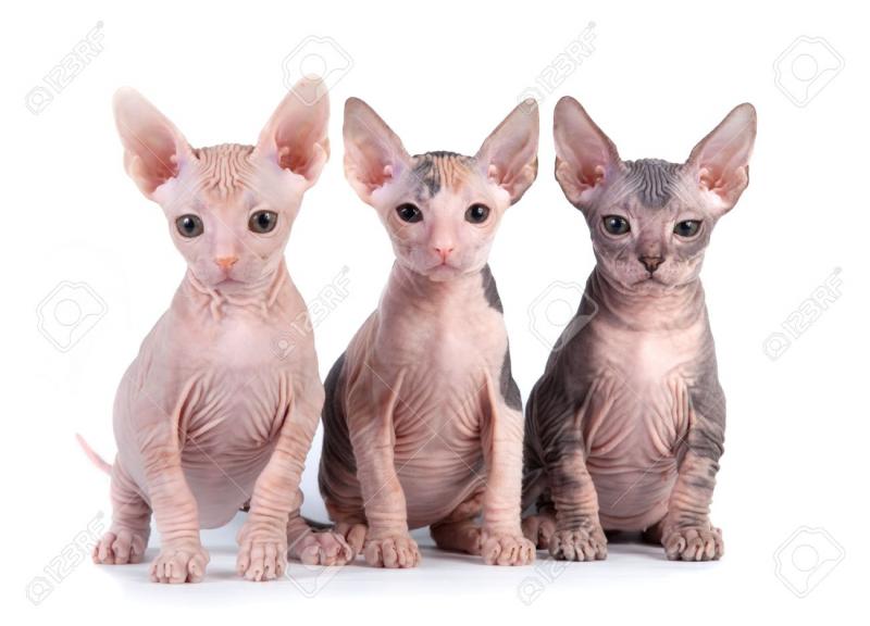 Male and female Sphynx Kittens available!! Image eClassifieds4u