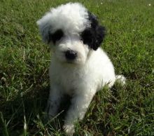 ADORABLE!! Portuguese Water Dog Puppies For Adoption