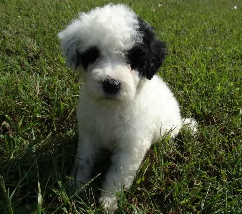 ADORABLE!! Portuguese Water Dog Puppies For Adoption Image eClassifieds4u
