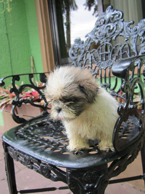 CKC Pure Breed Shih Tzu Puppies. Image eClassifieds4u