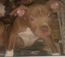 4 MALE AMERICAN TERRIER PITBULLS 4 SALE!!
