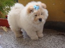 Adorable Chow Chow Puppies Now Ready For Adoption