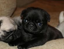 Beautiful Pug puppies available for free Re-homing.
