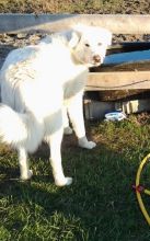 Working Dog Maremma