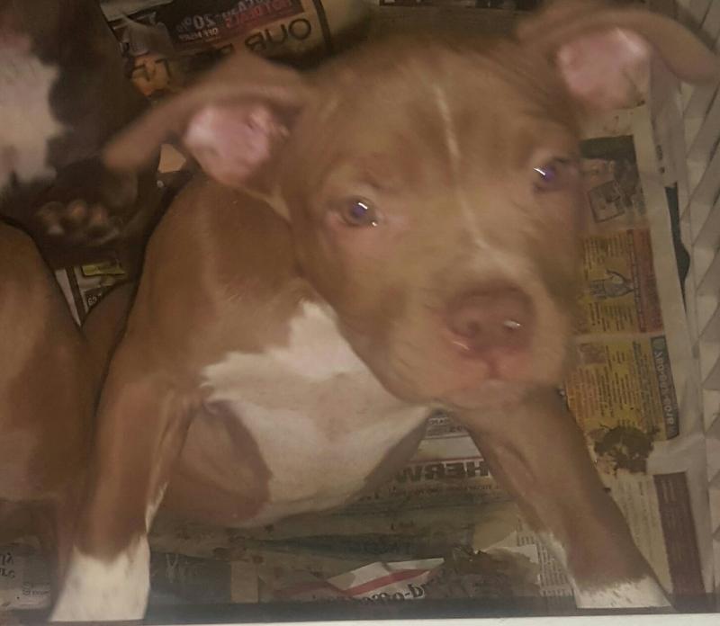 4 MALE AMERICAN TERRIER PITBULLS 4 SALE!! Image eClassifieds4u