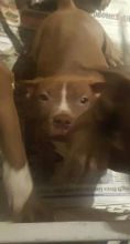 4 MALE AMERICAN TERRIER PITBULLS 4 SALE!! Image eClassifieds4u 2